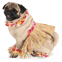 /i//tropical_dog.jpg
