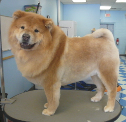 chow chow with no hair